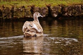 proud bird swan on the lake