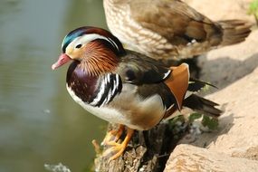 colorful duck on the shore