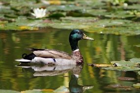 photo of the mallard on a lake