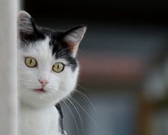 curious black and white domestic cat