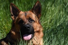 german shepherd in green grass on a sunny day