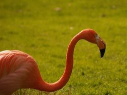 Close-up of the beautiful pink flamingo on green grass