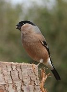 Bullfinch Female Bird on wooden log