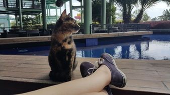 relaxing cat by the pool