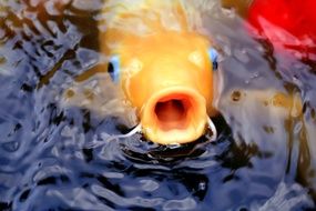 Asian fish in a water