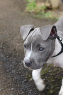 Grey Puppy