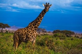 Picture of giraffe in the Wildlife