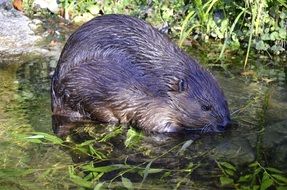 beaver in water