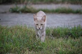 grey siamese cat walking straight through grass