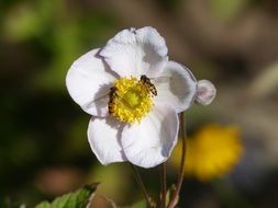 İnsects on a flower