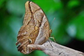 perfect beautiful Butterfly close-up on blurred background