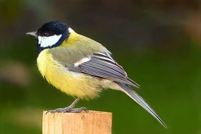 closeup of a great tit in wildlife