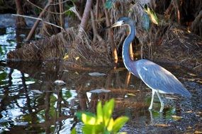 tri colored heron is standing in water