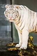 magnificent White Tiger