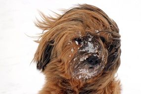 disheveled dog in the snow