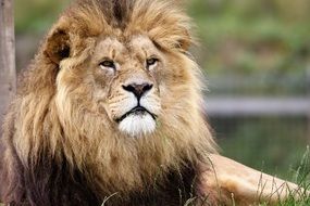 furry relaxed lion