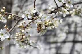 Bee takes honey from the flowers