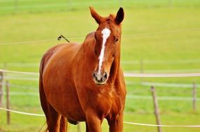 graceful red horse