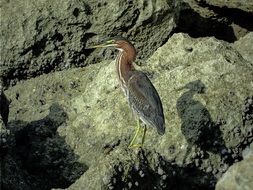 heron is a water bird