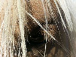 Eye of the horse
