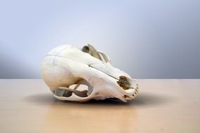 animal skull on the table
