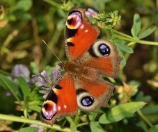 peacock butterfly top view