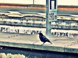 bird on the platform of the railway station
