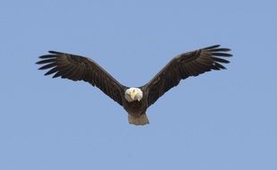 bald eagle with spread wings