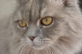 gray fluffy cat close-up