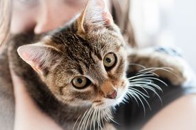 the owner plays with her cat