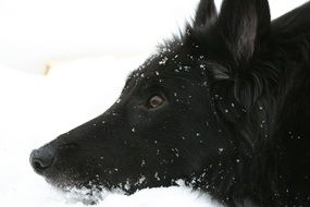 Belgian Shepherd, Dog head close up