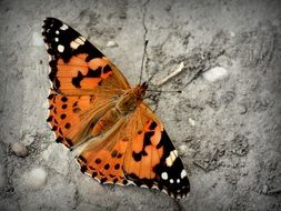 vanessa atalanta is a butterfly species