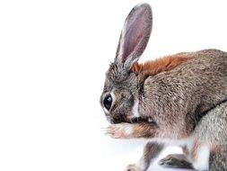 nice Rabbit