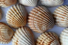 a lot of sea shells on a white background