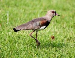 the bird is walking on the grass