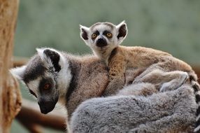 Mother and baby lemurs are sitting on a tree