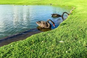 graceful black swans on the lake