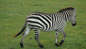 black white zebra in Tanzania