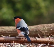 bullfinch on a brown branch