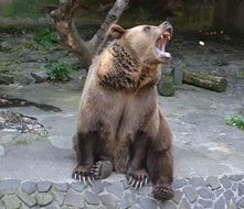 brown Roaring Bear in Zoo