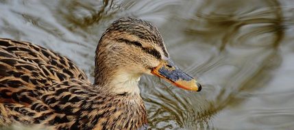 duck with wild plumage