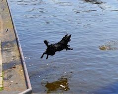 the dog jumps into the water get ball