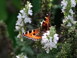 butterfly on white flowers