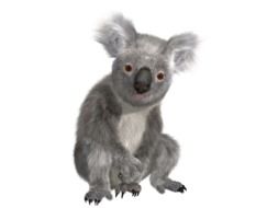 incredibly beautiful Koala Animal