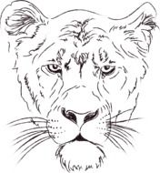 White and black lion clipart