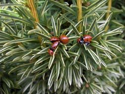 Ladybugs on the plants in spring