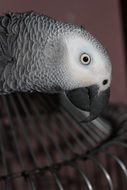 Parrot with grey head