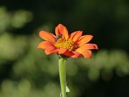 closeup picture of insect on a garden flower under the bright sun