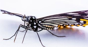 butterfly on a white surface