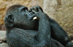 black gorilla in the zoo
